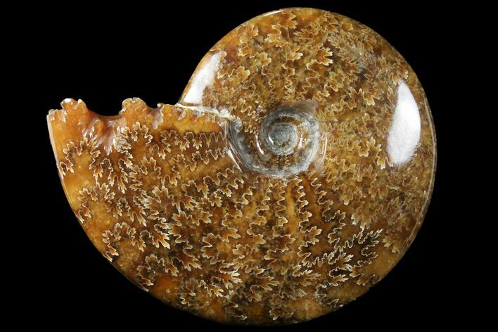 Polished, Agatized Ammonite (Cleoniceras) - Madagascar #94269